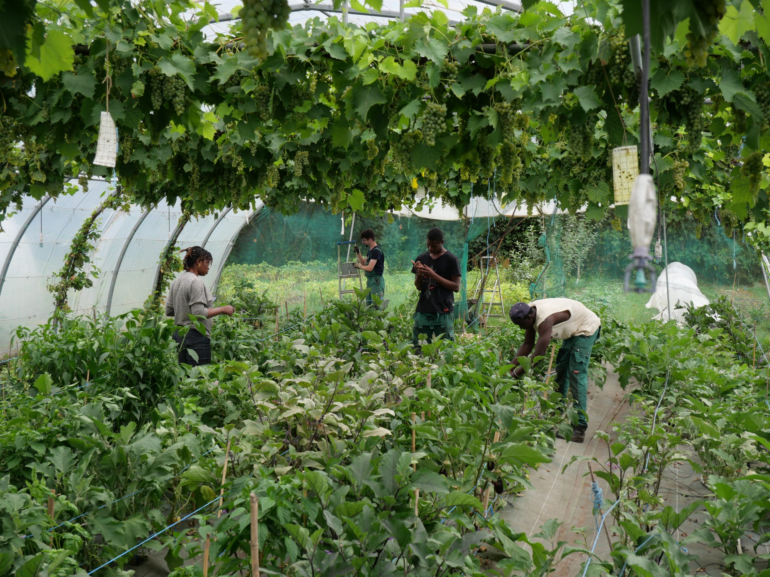 Espace agricole avec des personnes en réinsertion sociale